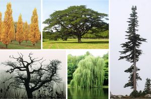 Tree shapes