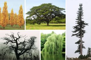 various_tree_shapes Tree shapes