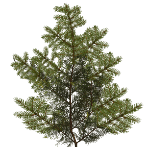 branch foliage texture